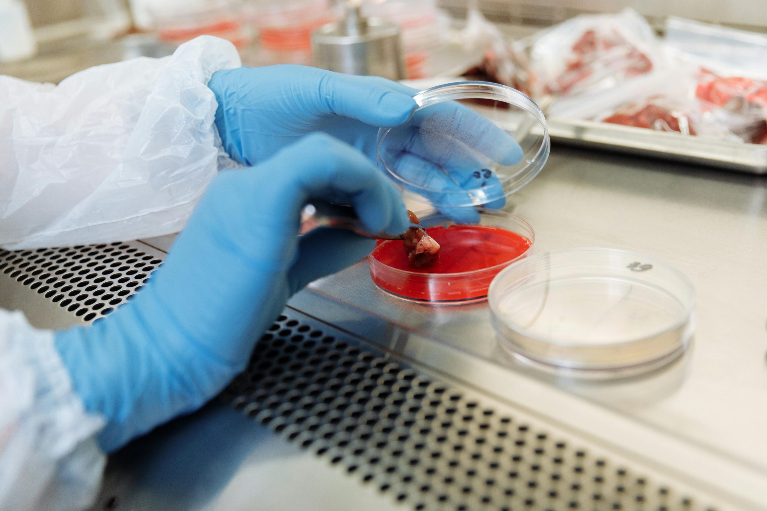Close-up of gloved hands using petri dish and tweezers in a lab environment.